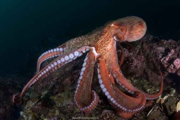 Kraken дарк магазин