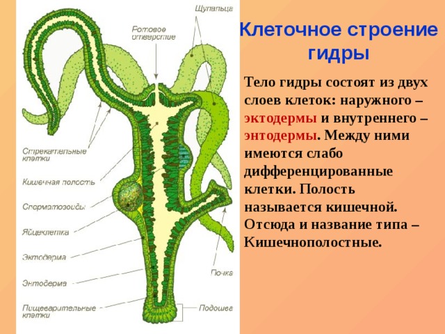 Kraken оригинальная ссылка